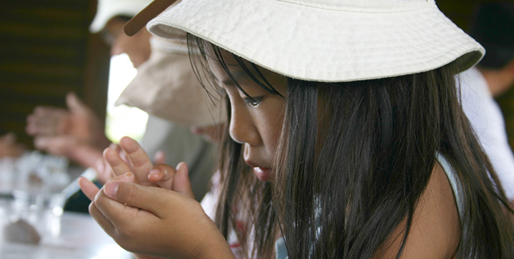 夏休みの自由研究